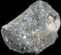 Very Displayable Scaphites Ammonite - South Dakota #38967-2